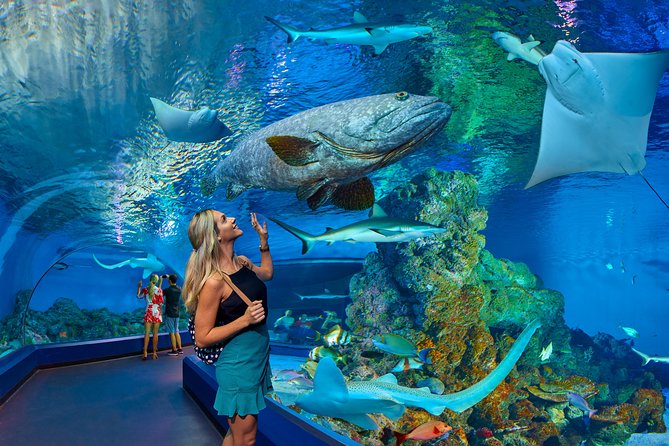 Cairns Aquarium Admission Ticket - The main exhibits and what you will see