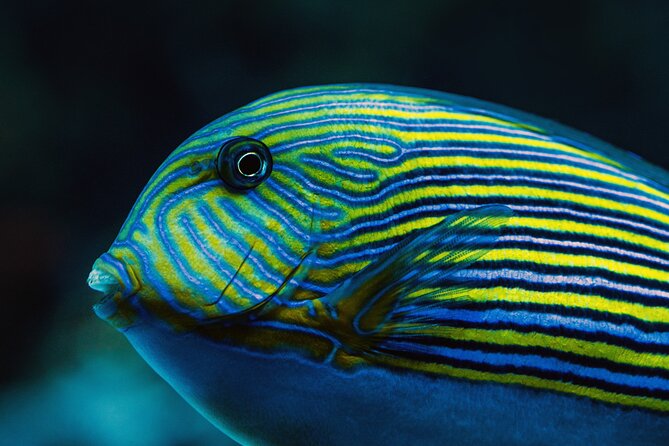 Cairns Aquarium by Twilight Tour - Is the $60.97 price fair?