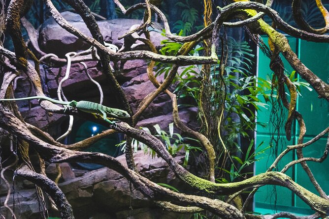 Cairns Aquarium by Twilight Tour - Who should choose the twilight tour
