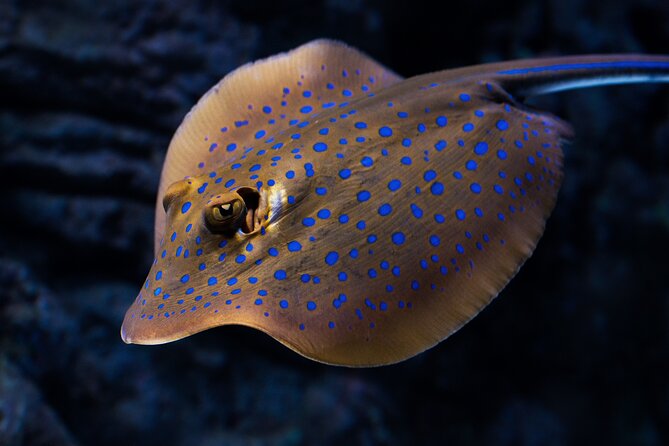 Cairns Aquarium by Twilight Tour - What changes when daylight fades