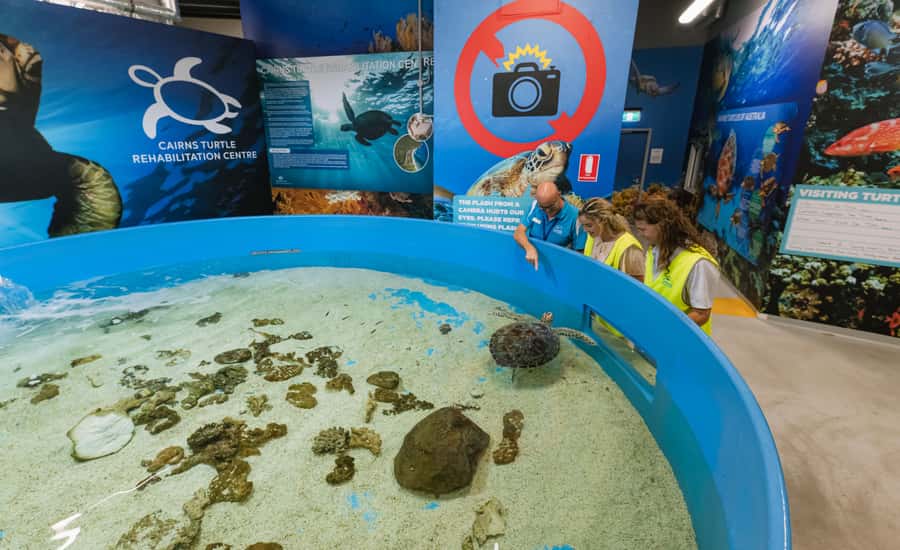 Cairns: Aquarium Entry Ticket and Turtle Rehabilitation Tour - Why the turtle hospital gives this aquarium visit a purpose