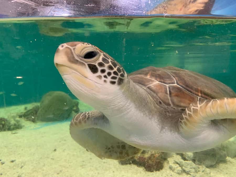 Cairns: Aquarium Entry Ticket and Turtle Rehabilitation Tour - Start with the aquarium’s Tropical North Queensland story