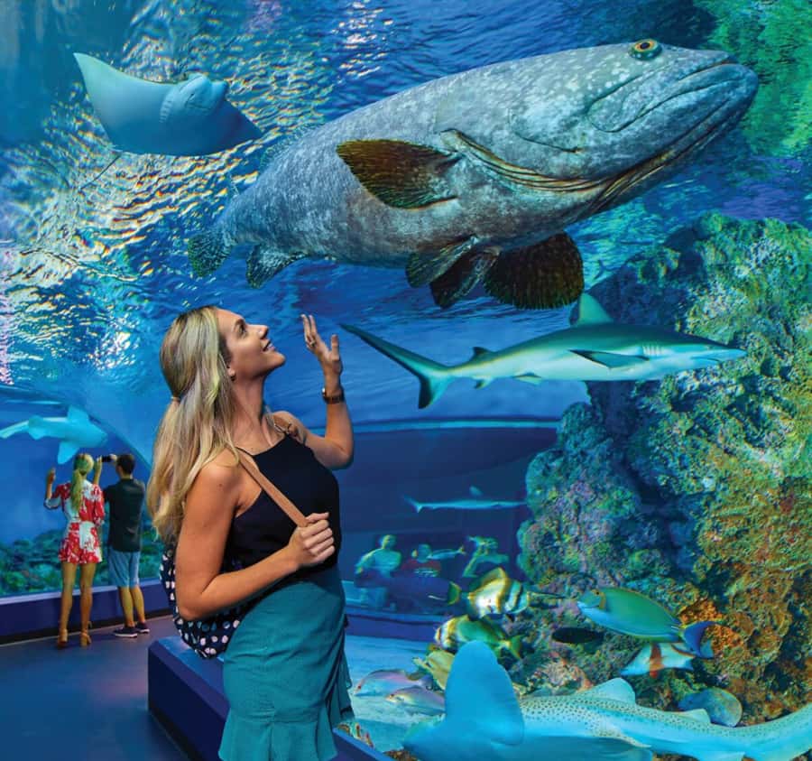 Cairns Aquarium General Admission Ticket - Key points to know before you go