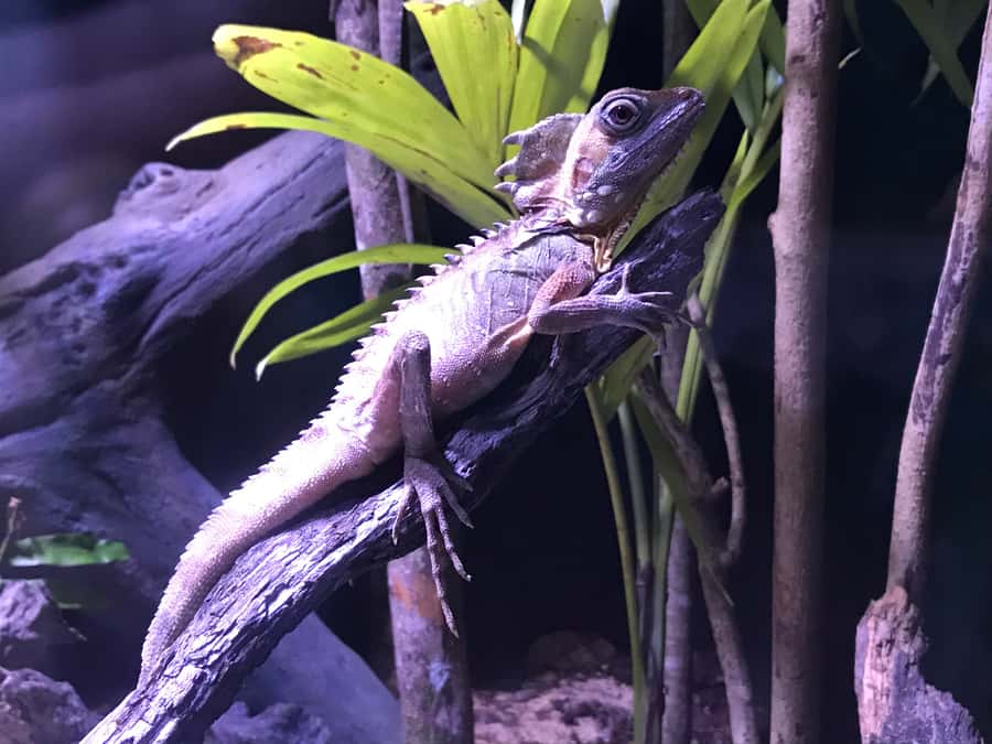 Cairns Aquarium General Admission Ticket - Access, cancellation, and practical details