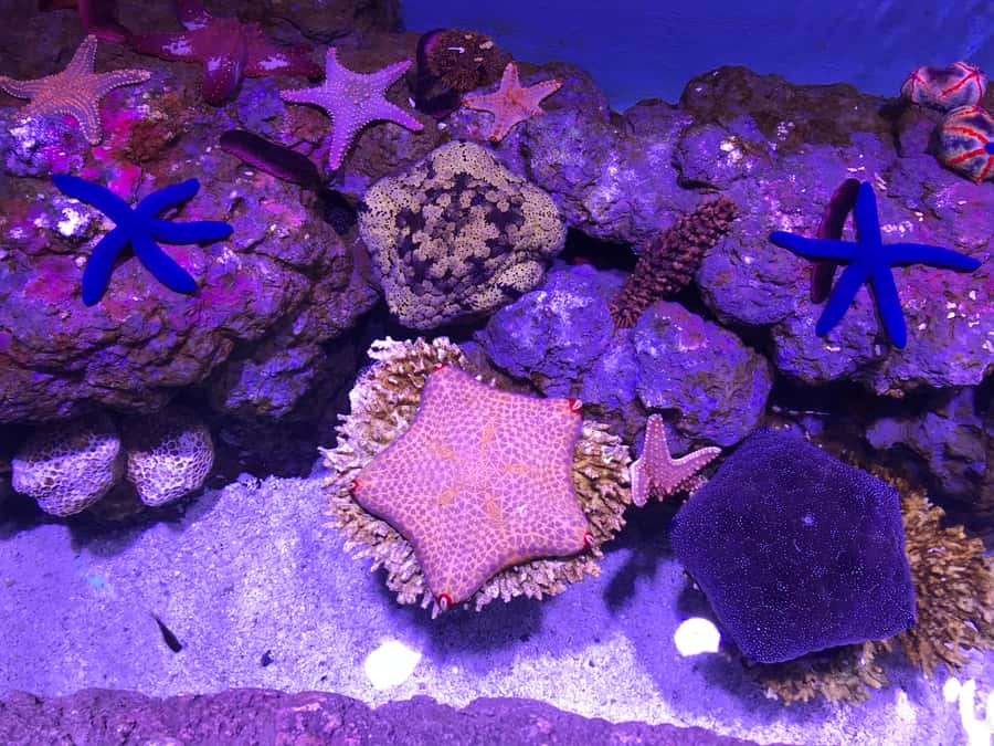Cairns Aquarium General Admission Ticket - From ancient rainforest streams to the Coral Sea