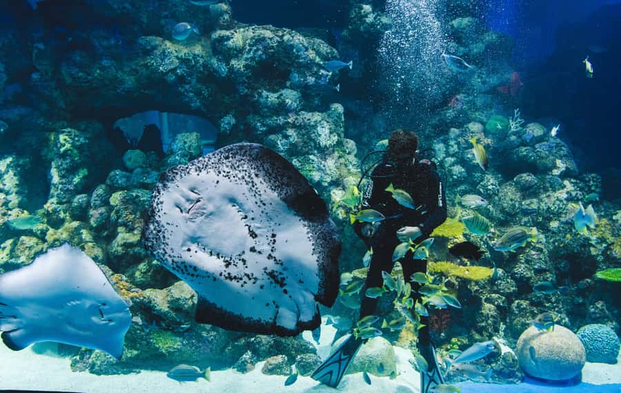 Cairns Aquarium General Admission Ticket - Coral Sea sharks and rays