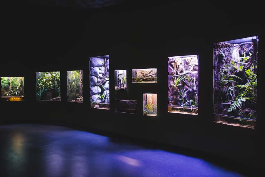 Cairns Aquarium General Admission Ticket - Ribbon Reef and the open ocean