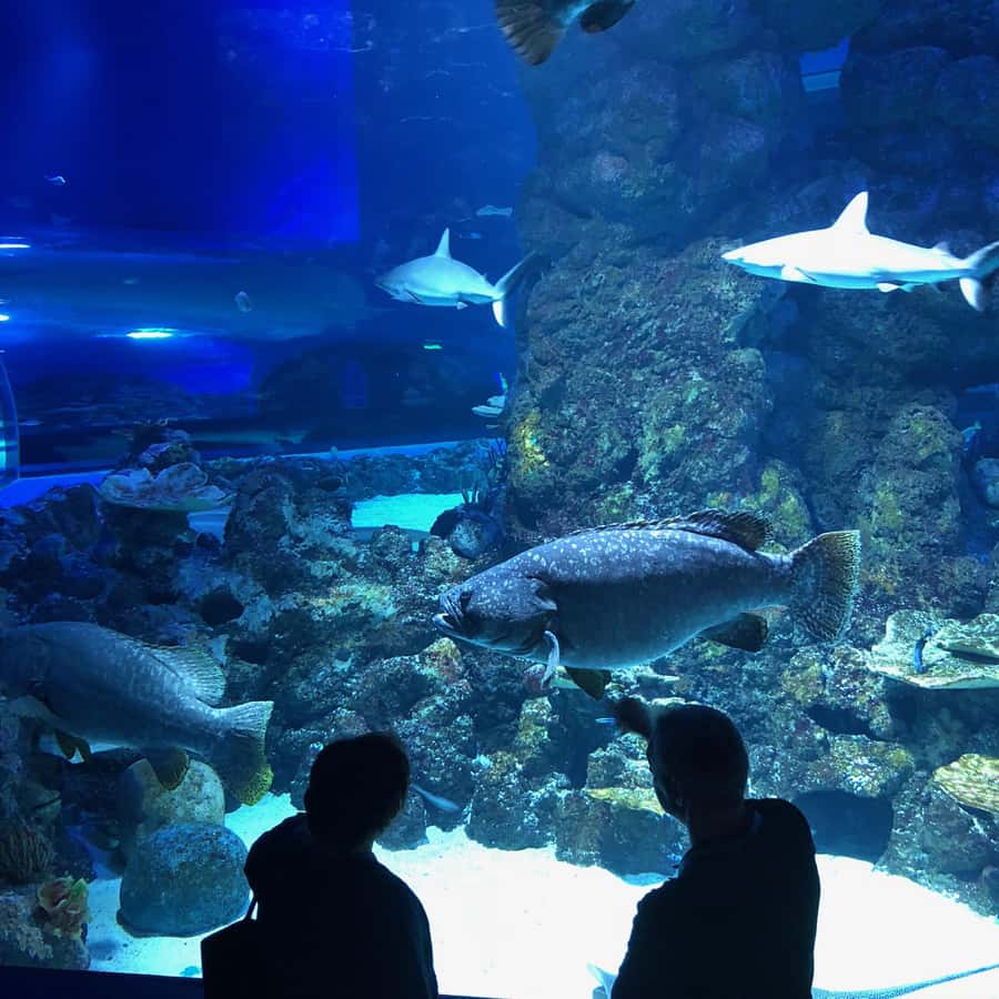 Cairns Aquarium General Admission Ticket - How long to stay and how to plan the day