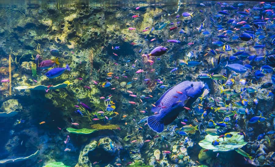 Cairns Aquarium General Admission Ticket - Is the $41 ticket good value?