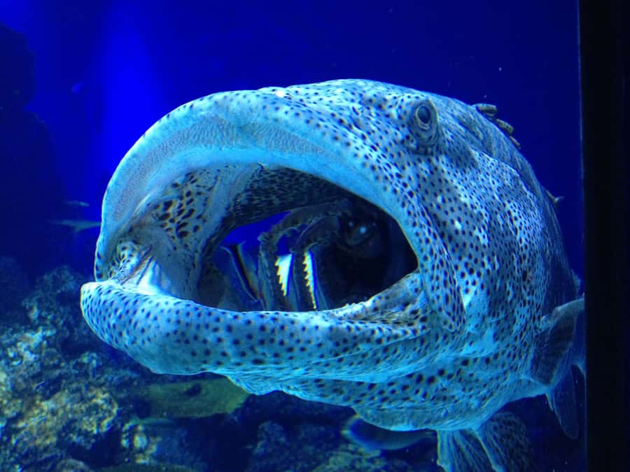 Cairns Aquarium General Admission Ticket - Who will enjoy Cairns Aquarium most?