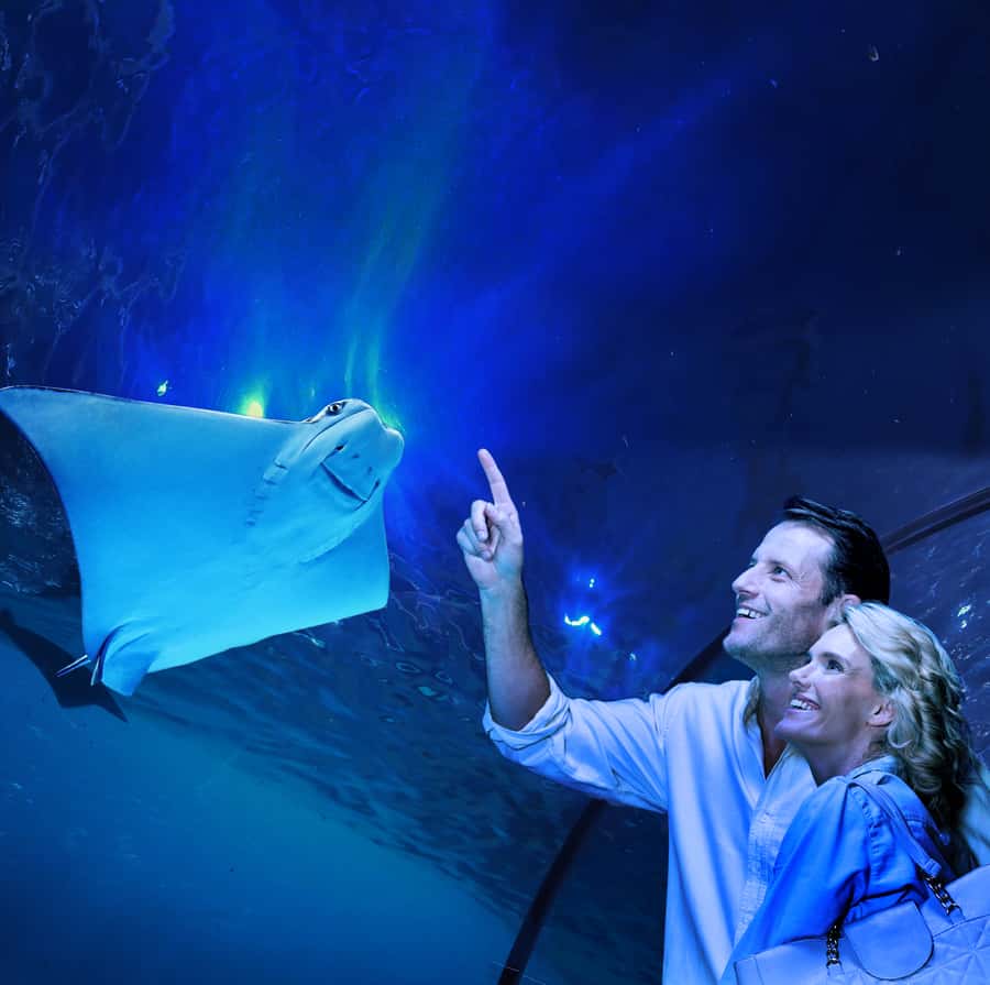 Cairns: Aquarium Guided Twilight Tour with 3-Course Dinner - Why the twilight timing matters