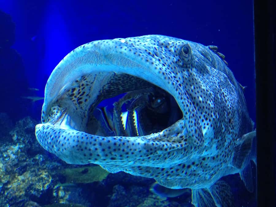 Cairns: Aquarium Guided Twilight Tour with 3-Course Dinner - Entering Cairns Aquarium after closing