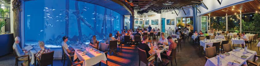 Cairns: Aquarium Guided Twilight Tour with 3-Course Dinner - Who should book this evening?