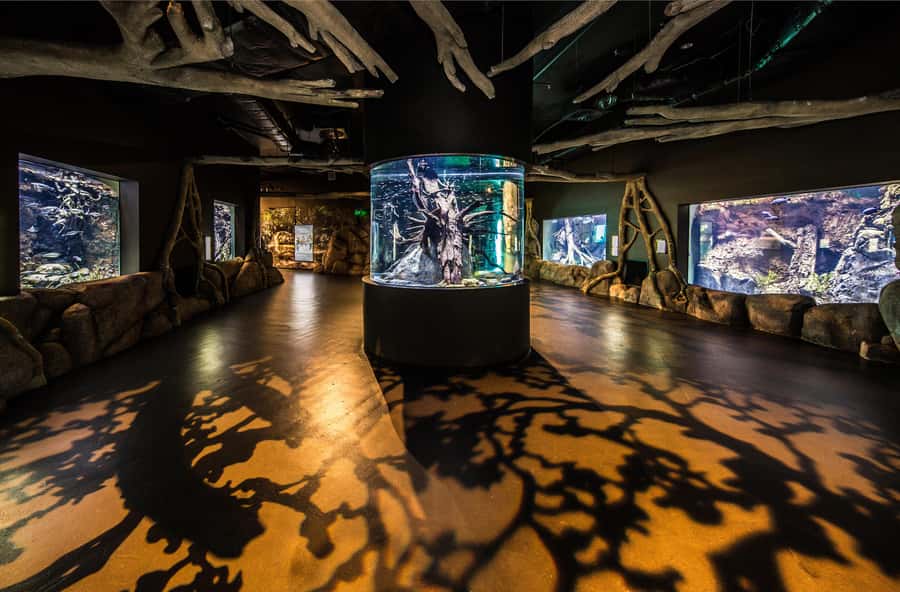 Cairns: Aquarium Guided Twilight Tour with 3-Course Dinner - From rivers to rainforest and mangroves