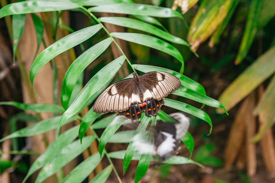 Cairns: Best of the Kuranda Rainforest Full-Day Tour & Lunch - Key points to know before booking