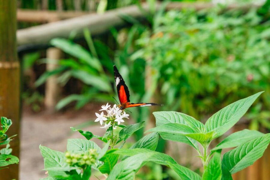 Cairns: Best of the Kuranda Rainforest Full-Day Tour & Lunch - The Army Duck turns the rainforest into a ride