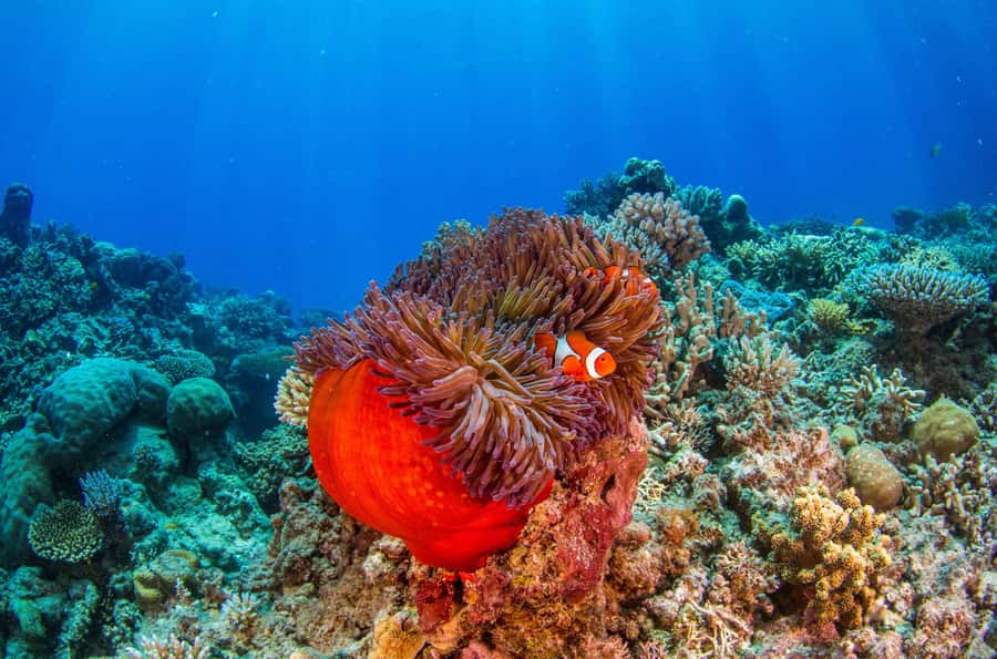 Cairns: Best Value All-inclusive Reef Trip With Scuba Dive - Wine, cheese, and the ride back