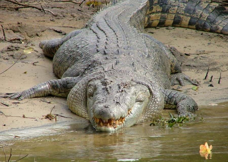 Cairns: Cape Tribulation, Beaches, Crocs & Swimming Day Tour - The road north to Port Douglas