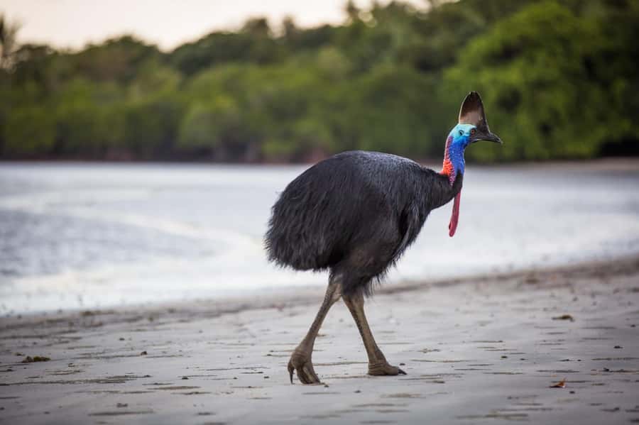 Cairns: Cape Tribulation, Daintree, Mossman and Port Douglas - The Great Barrier Reef Drive and Port Douglas views