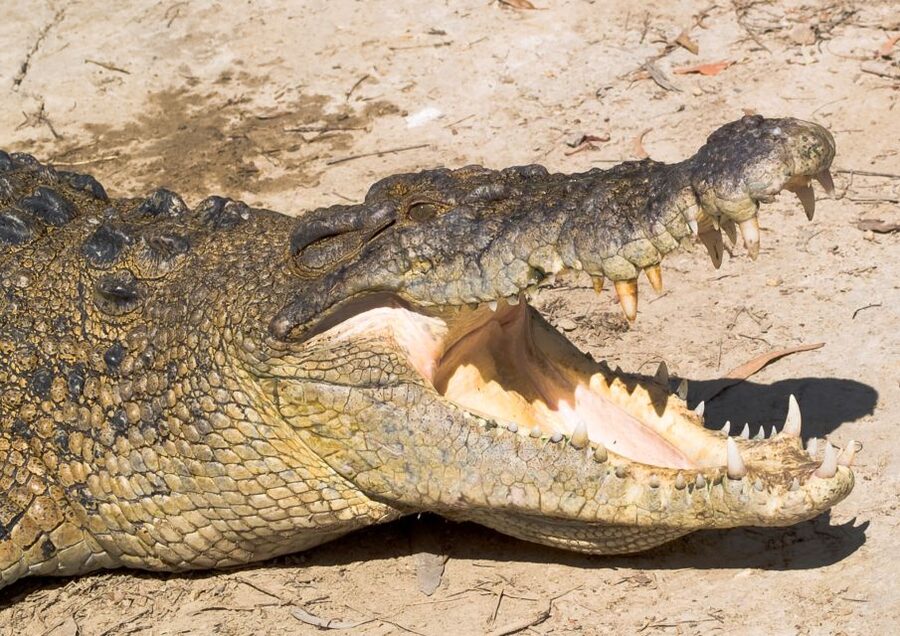 Cairns: Daintree, Mossman Gorge, & Cape Tribulation Day Trip - Is $182 a fair price?