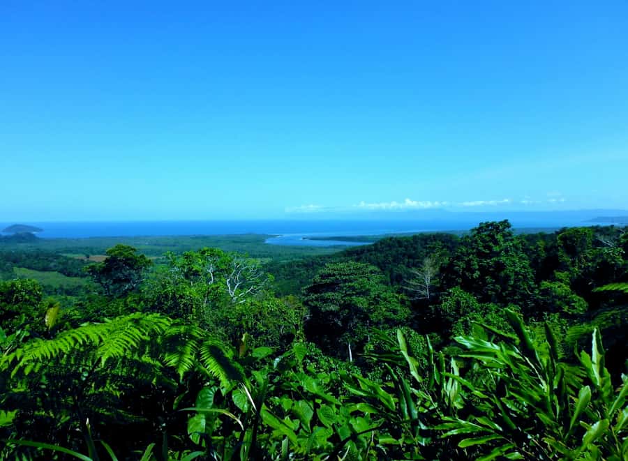 Cairns: Daintree, Mossman Gorge, & Cape Tribulation Day Trip - Cape Tribulation and the meeting of forest and reef