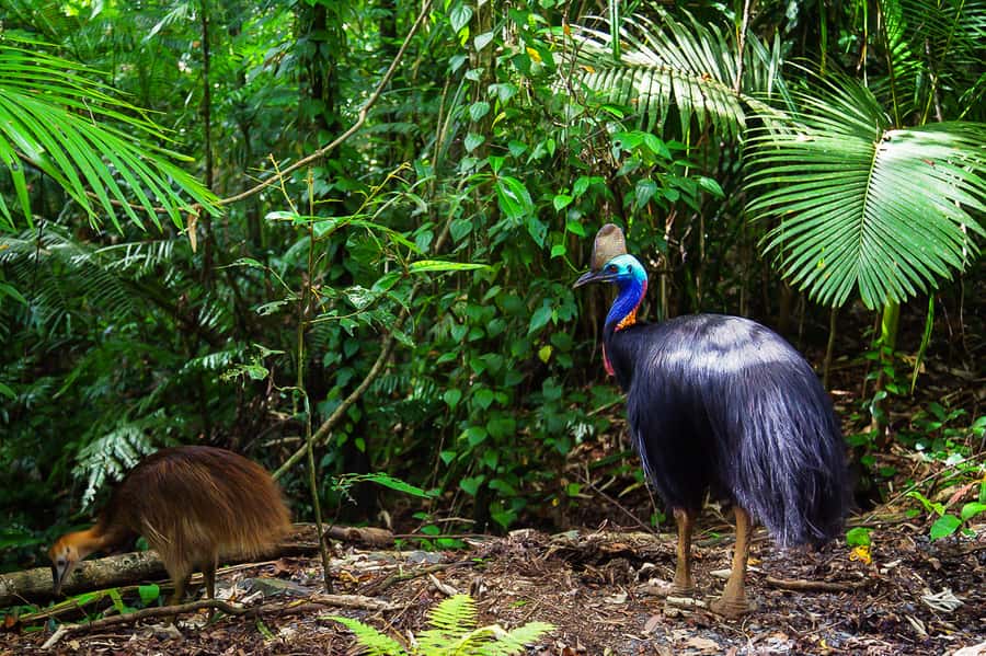 Cairns: Daintree Rainforest and Mossman Gorge Tour - Cape Tribulation, where forest meets reef
