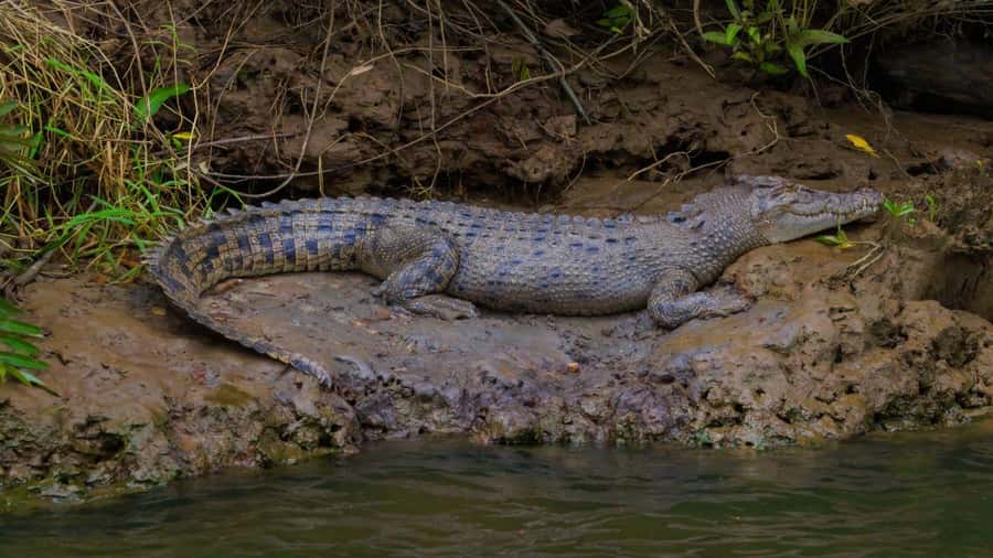 Cairns: Daintree Rainforest and Mossman Gorge Tour - Looking for cassowaries and other wildlife