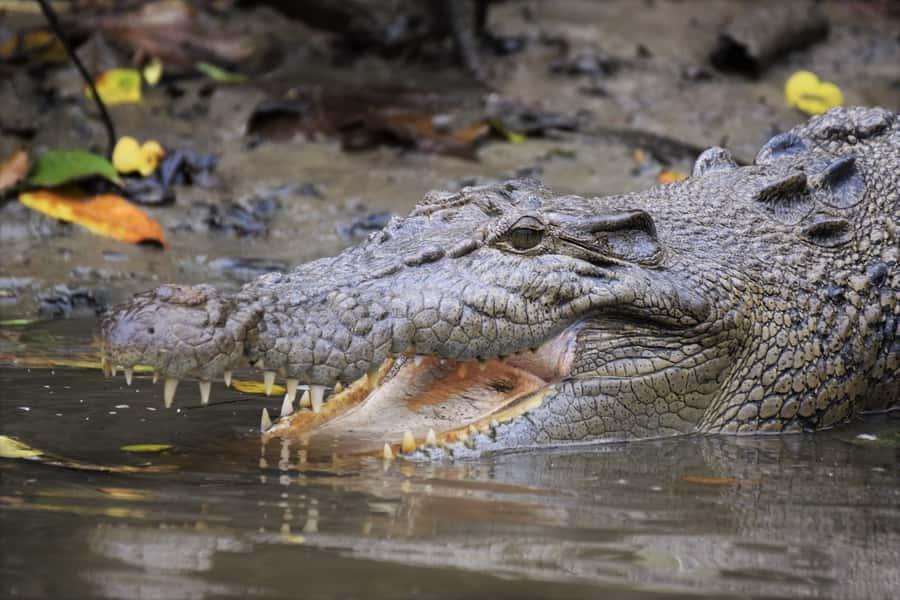 Cairns: Daintree Rainforest Wildlife Experience Cruise - Cruising into the Daintree’s ancient river world