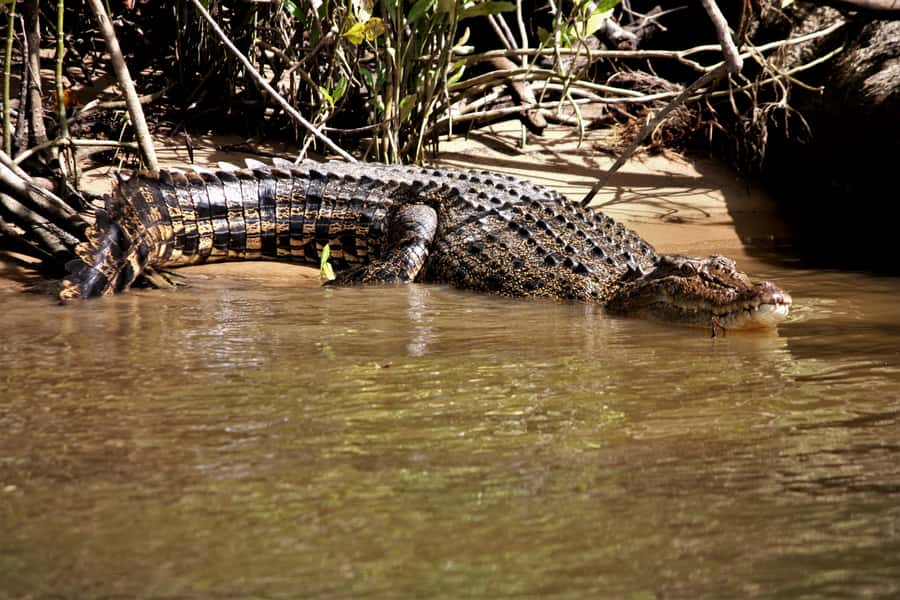 Cairns: Daintree Rainforest Wildlife Experience Cruise - More than crocodiles: mangroves, birds, snakes, and fish