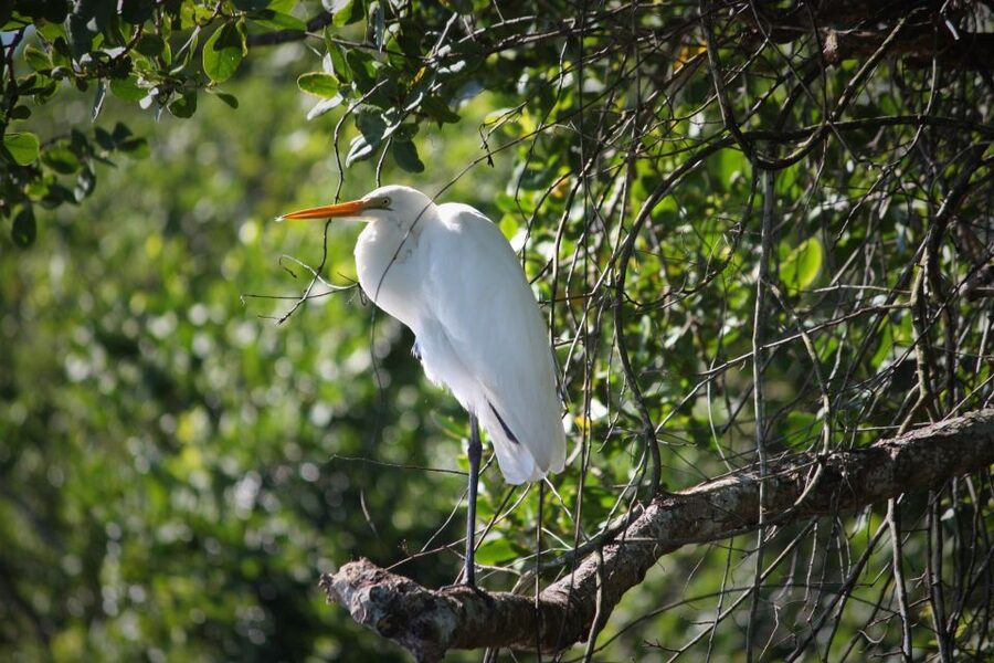 Cairns: Daintree Rainforest Wildlife Experience Cruise - How weather and timing affect the wildlife