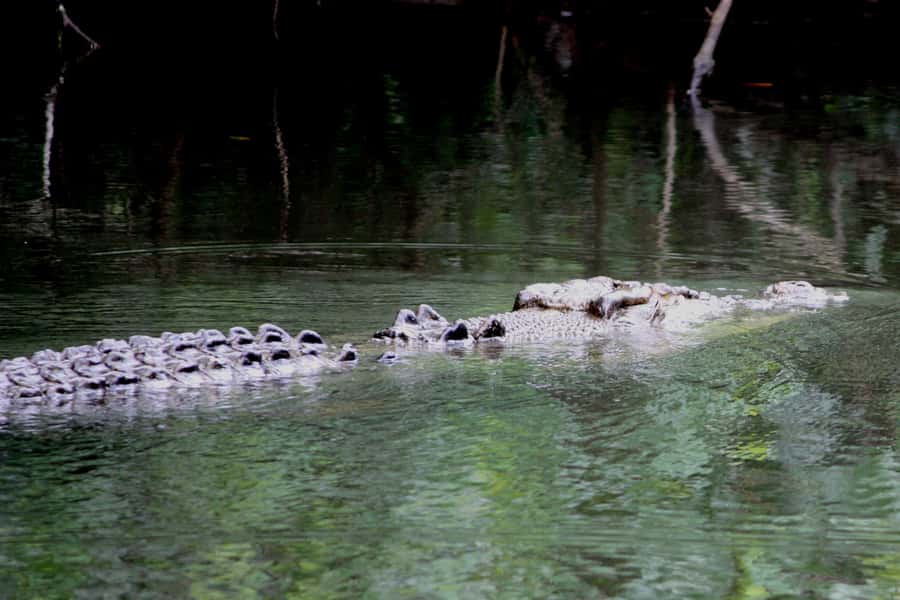Cairns: Daintree Rainforest Wildlife Experience Cruise - Families, older visitors, and access considerations