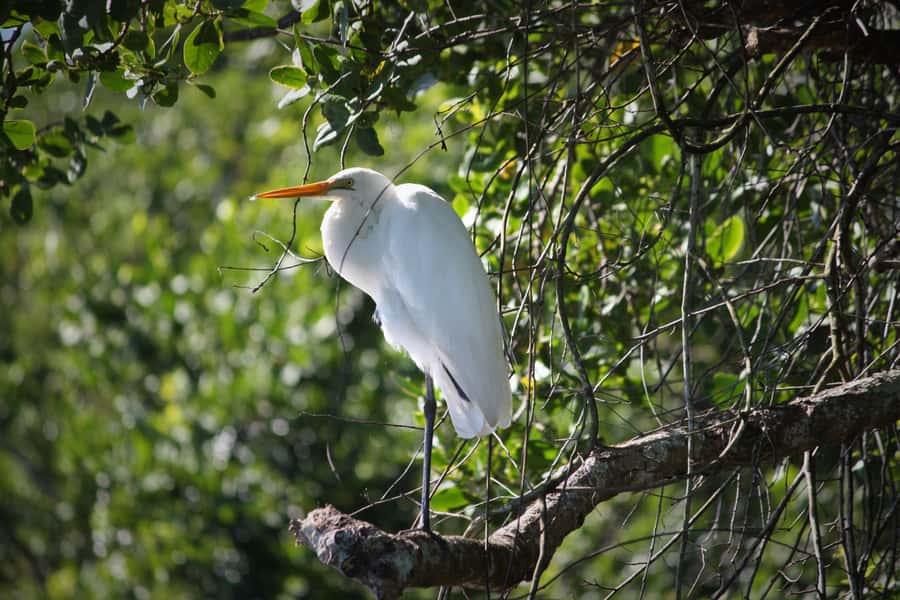 Cairns: Daintree Rainforest Wildlife Experience Cruise - Practical planning before you go