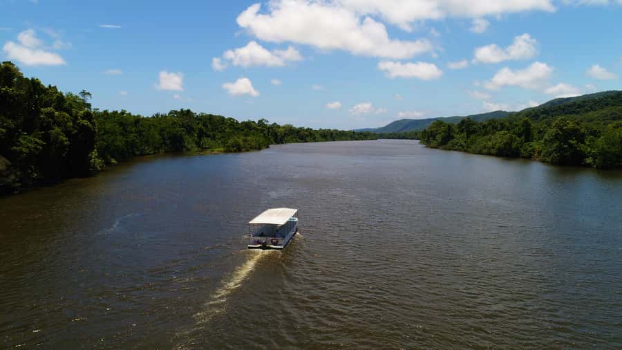 Cairns: Daintree Rainforest Wildlife Experience Cruise - Crocodile spotting on the Daintree River