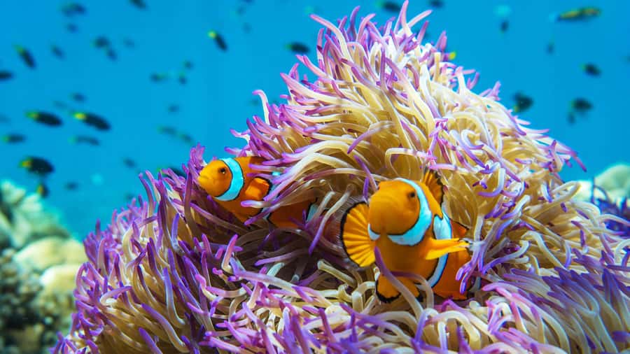 Cairns: Frankland Islands Great Barrier Reef Tour - Key points at a glance
