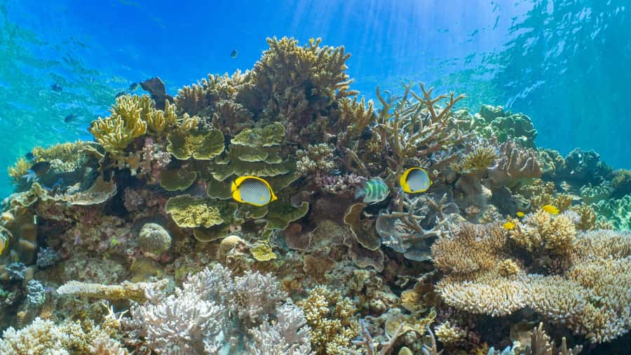 Cairns: Great Barrier Reef and Fitzroy Island Boat Tour - Why this two-stop Cairns tour works