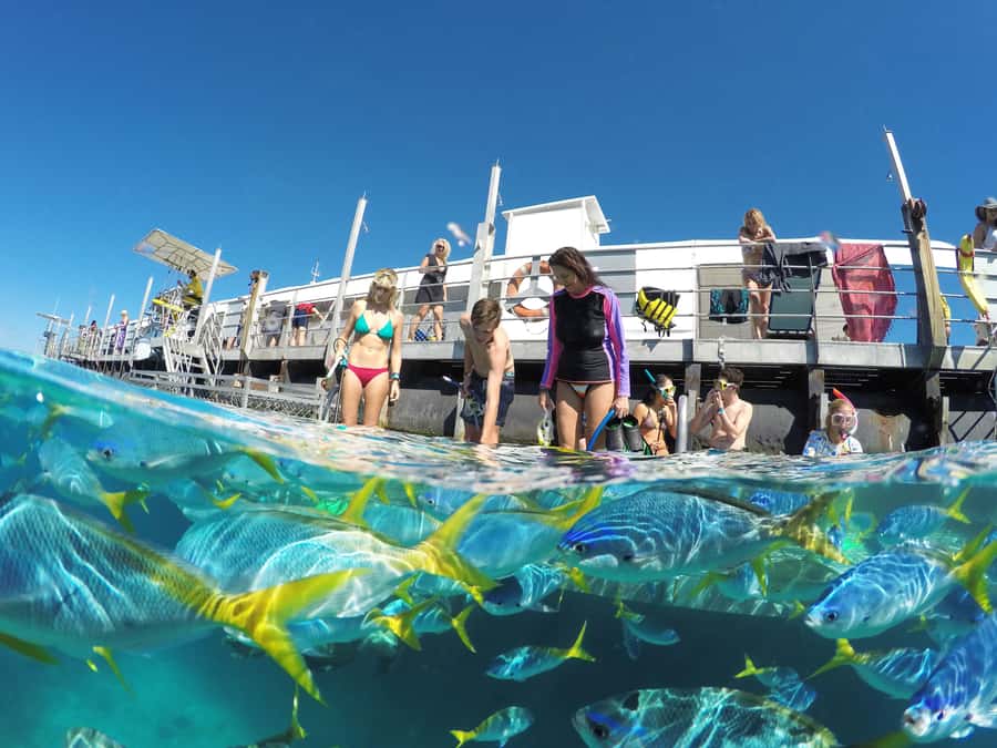 Cairns: Great Barrier Reef and Fitzroy Island Boat Tour - What the $208 price really covers