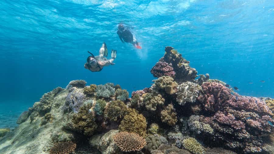 Cairns: Great Barrier Reef Full-Day Tour - Key points at a glance