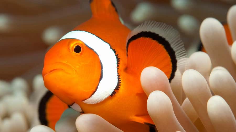 Cairns: Great Barrier Reef Full-Day Tour - Lunch and a second chance in the water