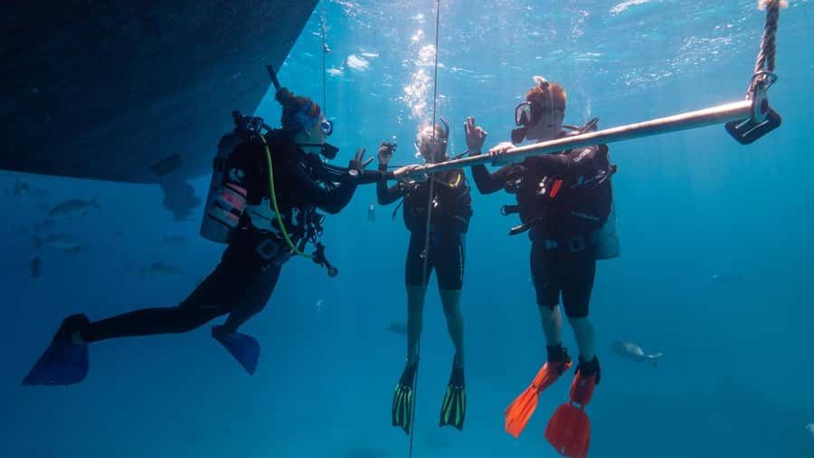 Cairns: Great Barrier Reef Full-Day Tour - What you may see below the surface