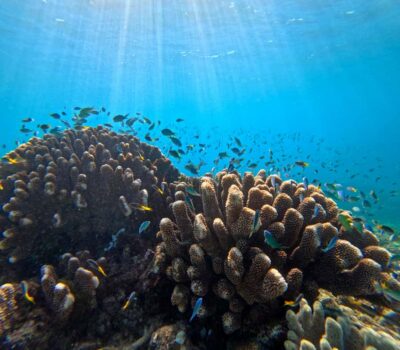 Great Barrier Reef Half-Day Snorkelling Tour