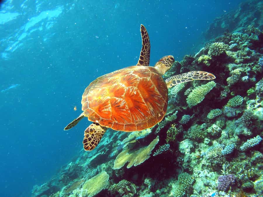 Cairns: Great Barrier Reef Half-Day Snorkelling Tour - Who should book this reef trip?