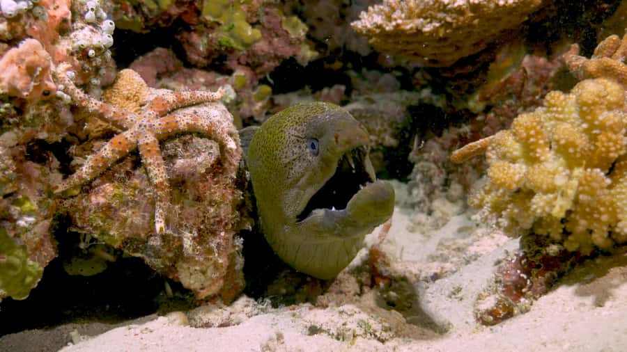Cairns: Great Barrier Reef Overnight Snorkeling Boat Trip - Food, cabins, and the useful comforts