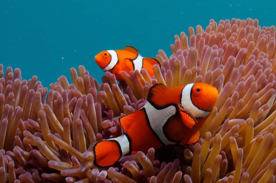 Cairns: Great Barrier Reef Overnight Snorkeling Boat Trip - How much value do you get?