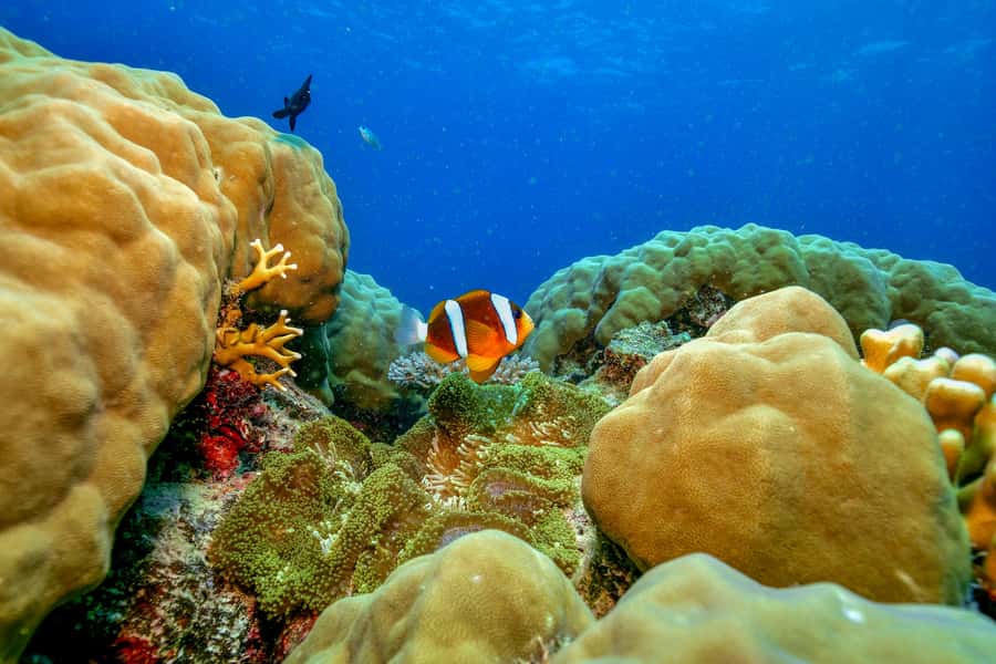 Cairns: Great Barrier Reef Premium Diving Full Day Tour - Two Outer Reef Sites, Not Just a Quick Look