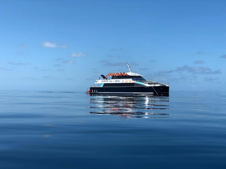 Cairns: Great Barrier Reef Premium Diving Full Day Tour - What You May See Beneath the Surface