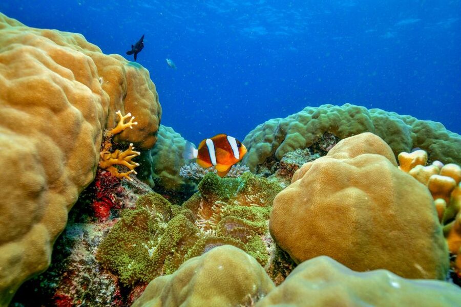 Cairns: Great Barrier Reef Premium Diving Full Day Tour - Marine Science Without a Classroom Feel
