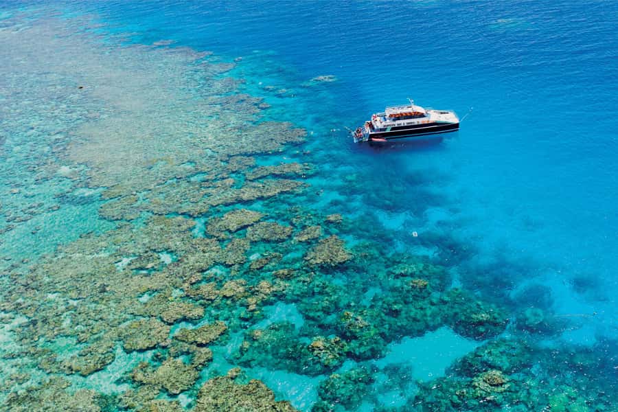 Cairns: Great Barrier Reef Premium Diving Full Day Tour - A Better Introduction for Nervous Snorkelers