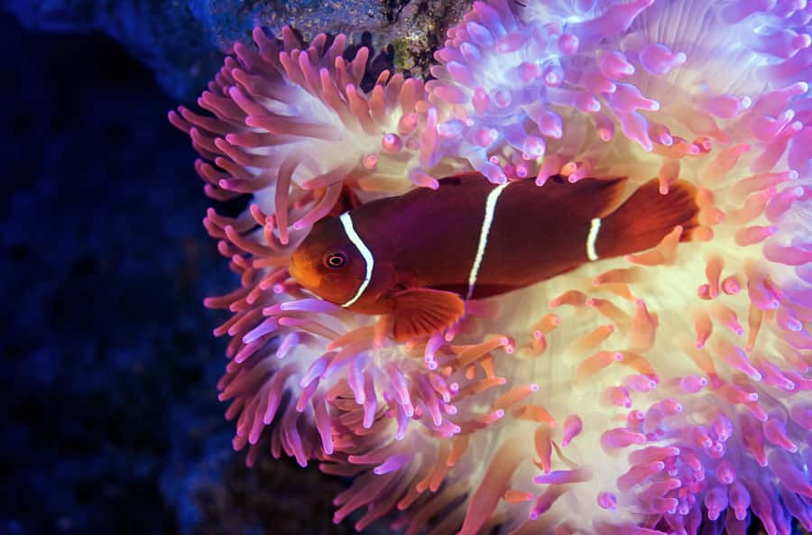 Cairns: Guided Twilight Tour of the Aquarium - Seeing Cairns Aquarium after the doors close