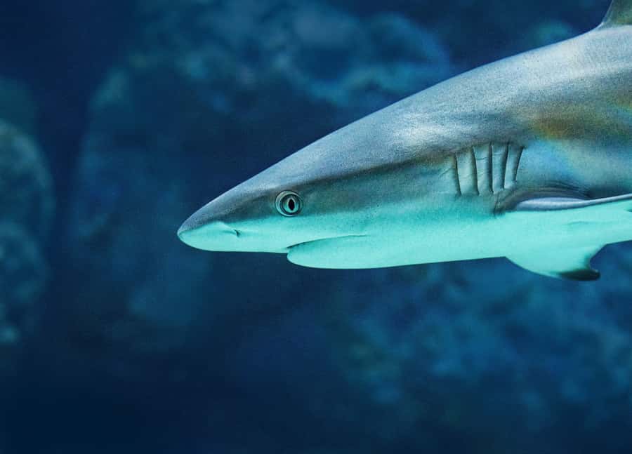 Cairns: Guided Twilight Tour of the Aquarium - Why this can improve a Great Barrier Reef day