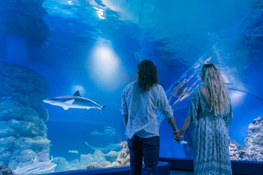 Cairns: Guided Twilight Tour of the Aquarium - Ending at Dundee restaurant